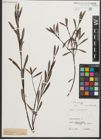 Foto von Salix purpurea L.
